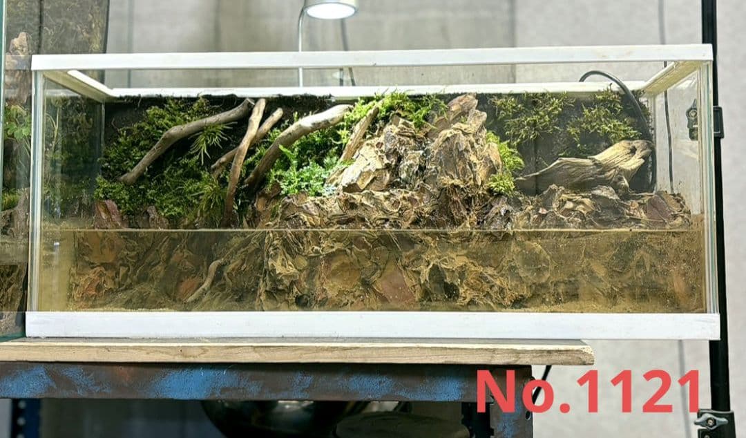 滝の流れるアクアテラリウム　イモリウム　No.1121