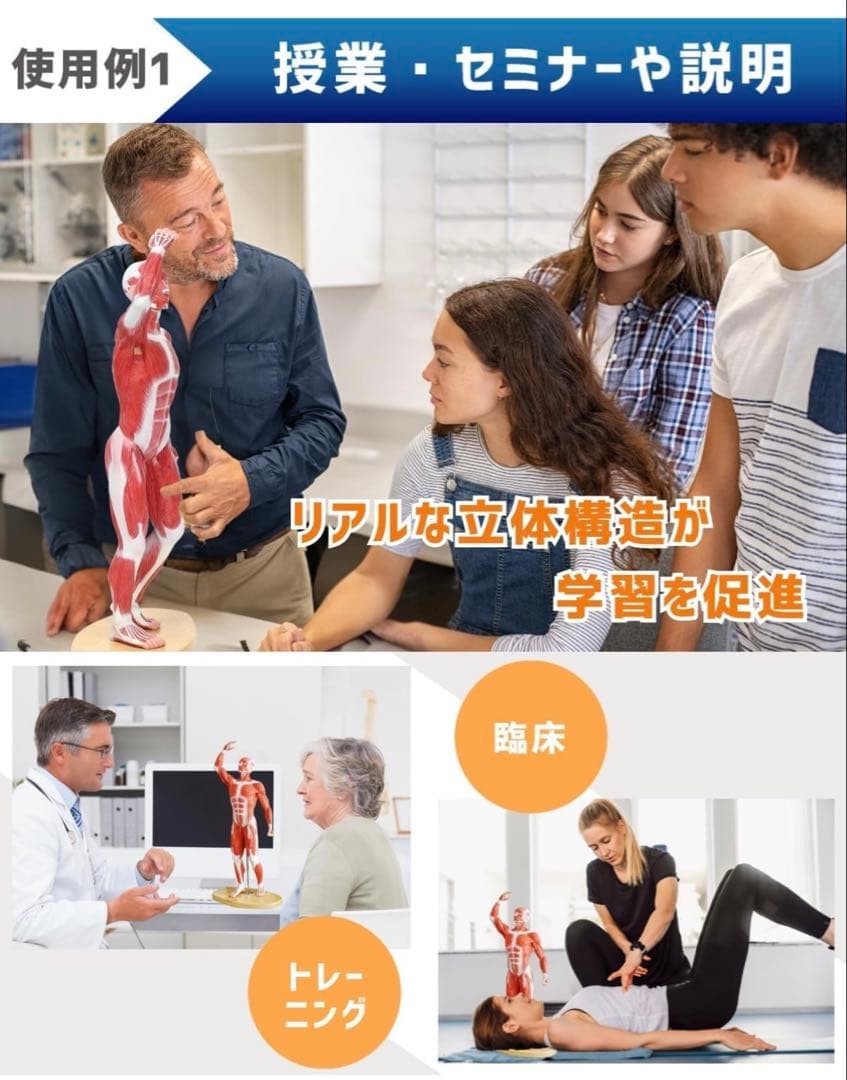 【限定価格】KIYOMARU 54cmのリアルな筋肉人体模型 約1/4サイズ