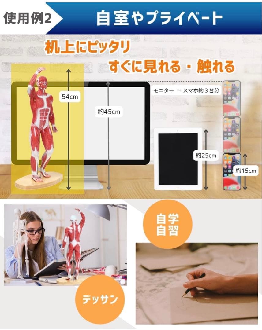 【限定価格】KIYOMARU 54cmのリアルな筋肉人体模型 約1/4サイズ