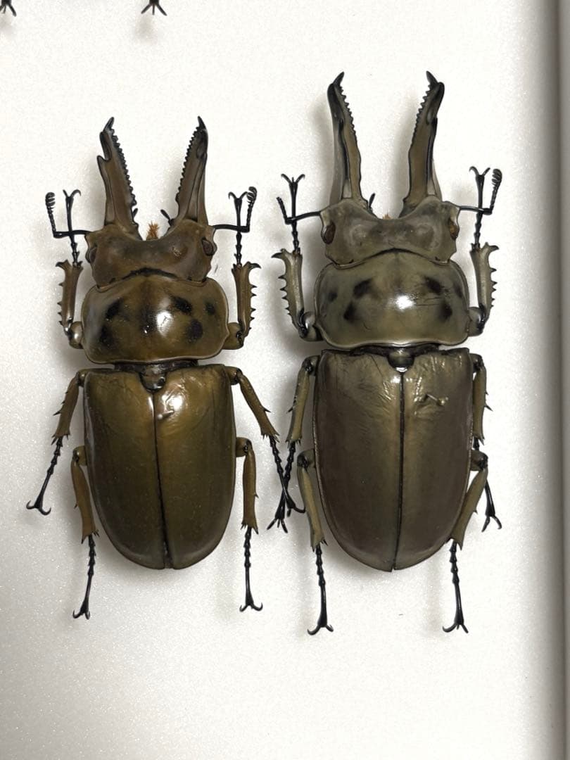 大型シルバー！　モセリオウゴンオニクワガタ