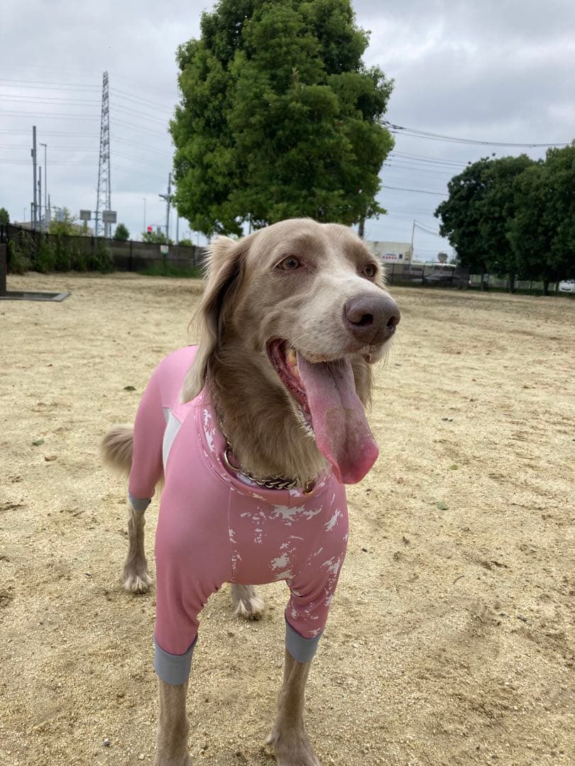 大型犬。ALPHAICONドックガードクール　ピンクXL