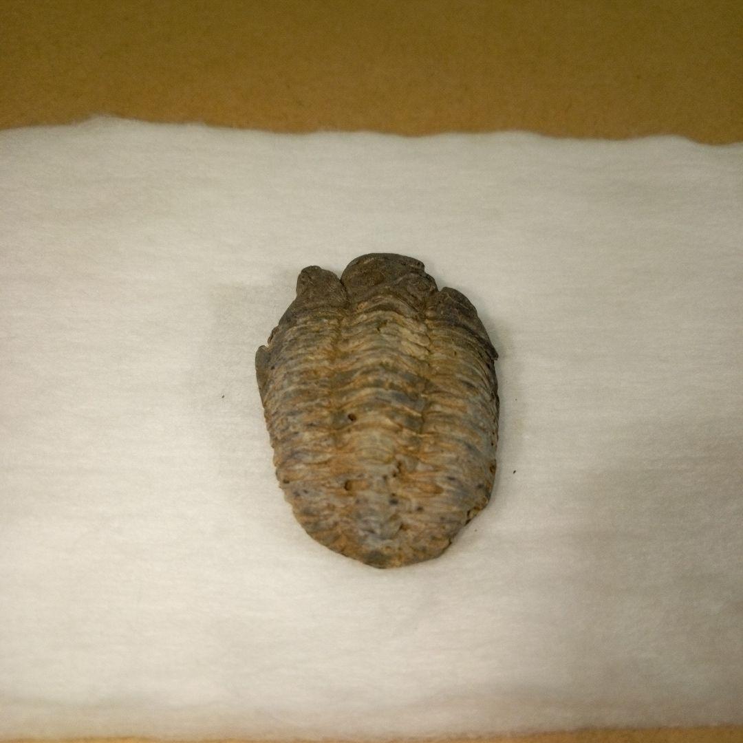 三葉虫　化石　三葉虫化石　究極のレトロ　fossil　ボリビア産　化石管理番号⑧