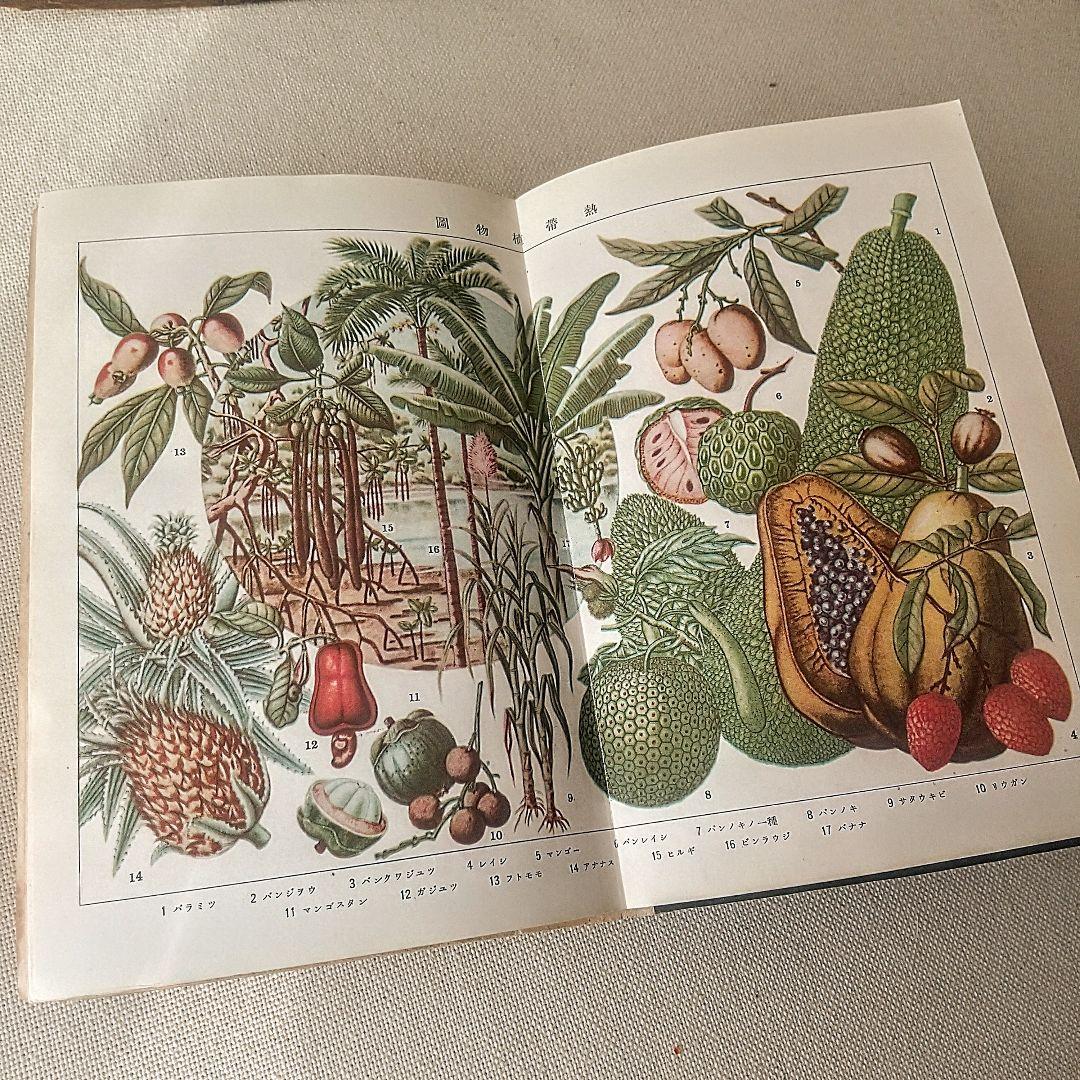 【戦前・初版本】大植物圖鑑　昭和十六年　らんまん・牧野富太郎ライバル　村越三千男