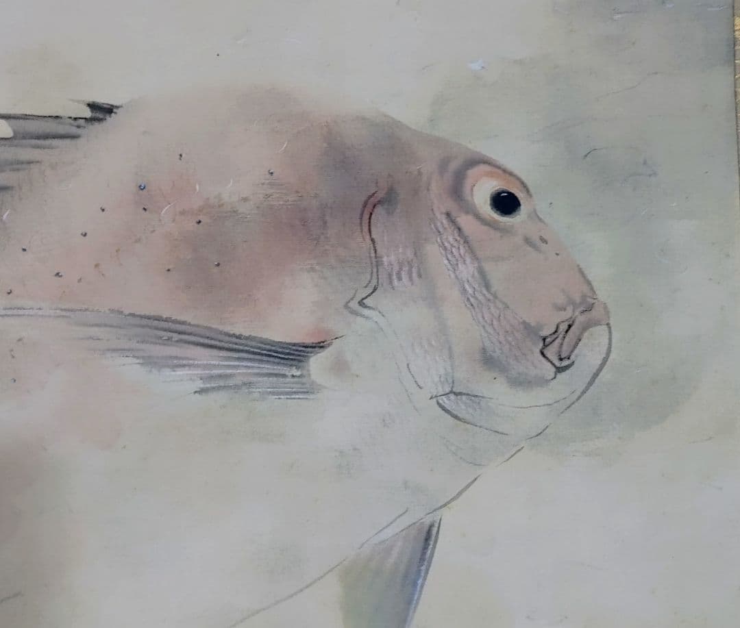 中村左洲　潮おどる鯛