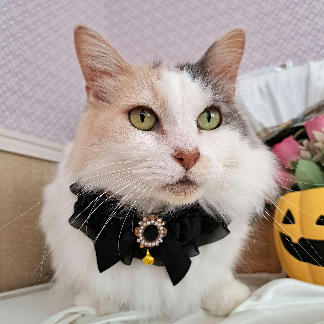 短毛ちゃんにも♥️中世ヨーロッパ風チョーカー(ホワイト⑤)わんちゃん猫ちゃん用