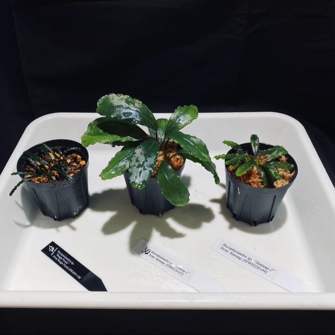 【HW便】ブセファランドラ セット⑤