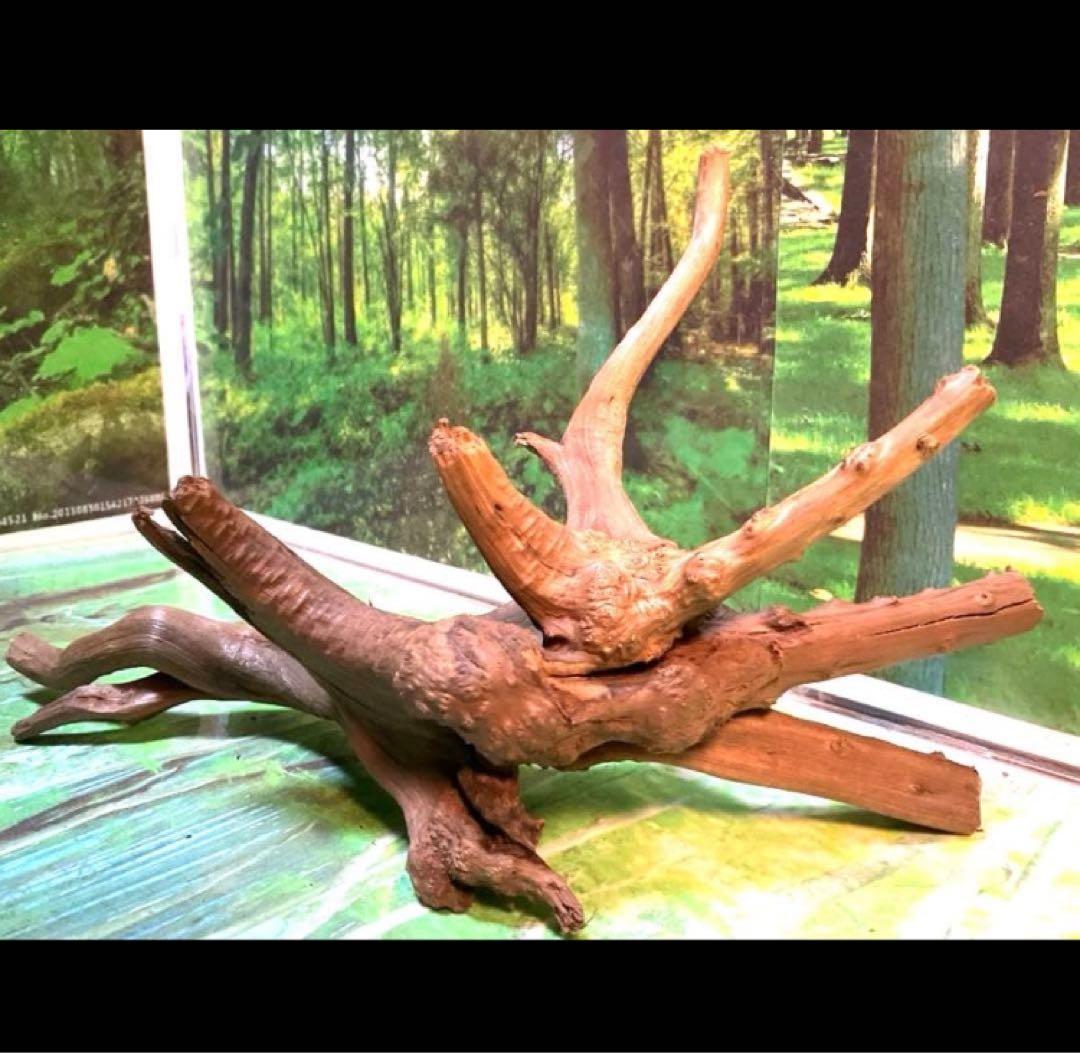 ぴー　3点おまとめ　天然水槽用流木　沈水確認済み