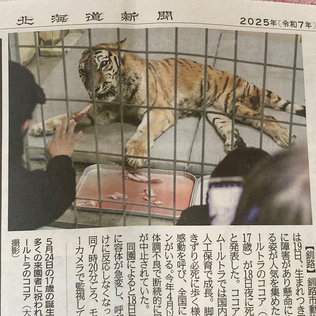 ★釧路市動物園　ココアちゃん