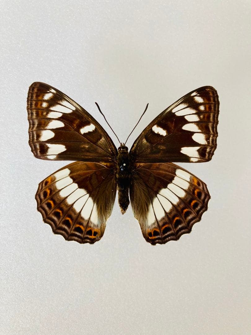 【6頭セット】オオイチモンジ（6メス・北海道産）