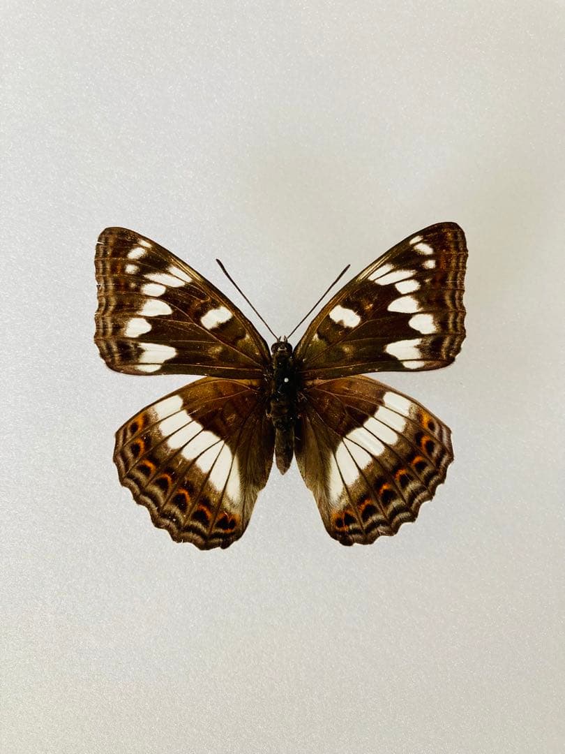 【6頭セット】オオイチモンジ（6メス・北海道産）