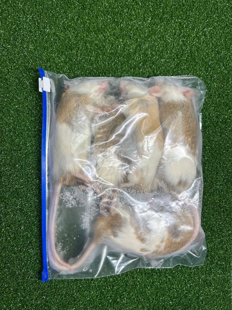 かず！爬虫類餌用 冷凍ヤワゲネズミ 60g～100g