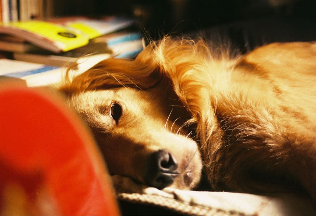 【良品】CONTAX T2　チタンシルバー　作例有