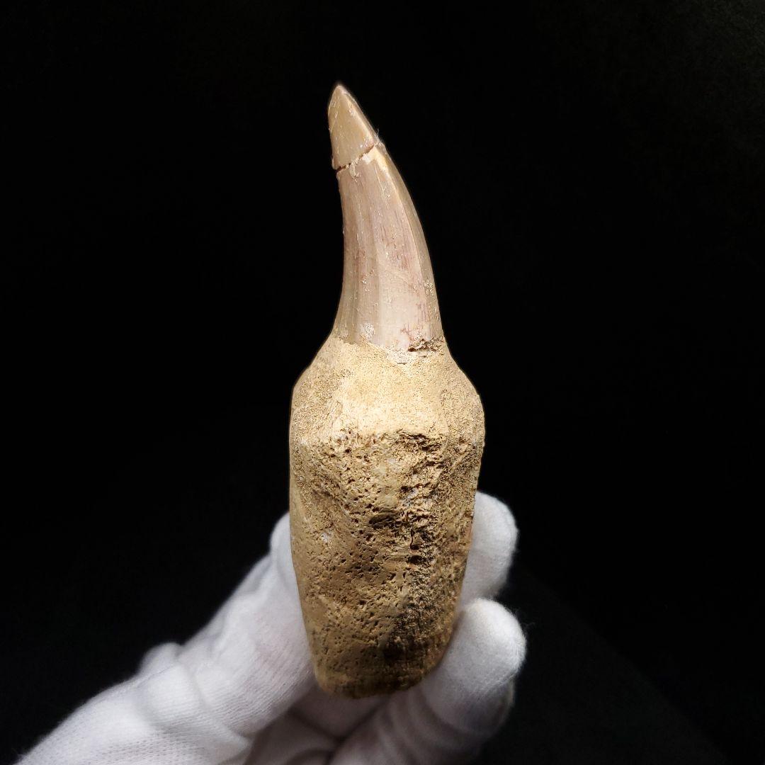 歯根付き モササウルス 化石 歯 本物 モロッコ産 93.99mm mos133