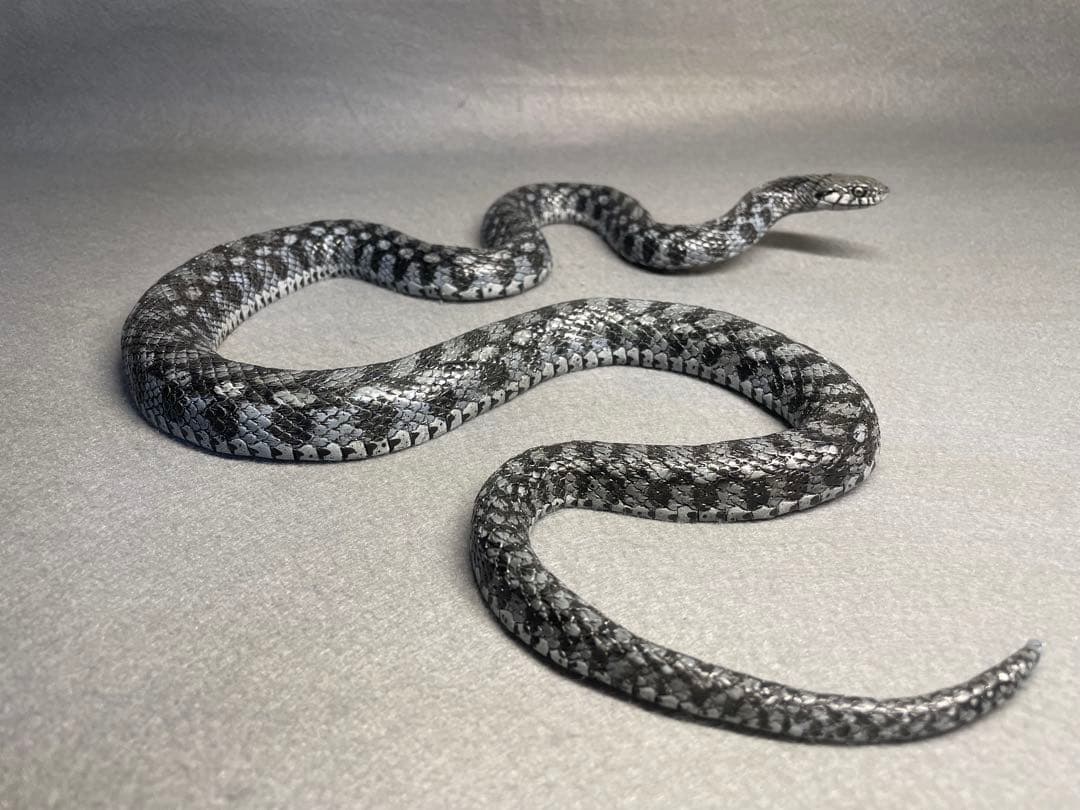 ヤマカガシ青色型(レプリカ)