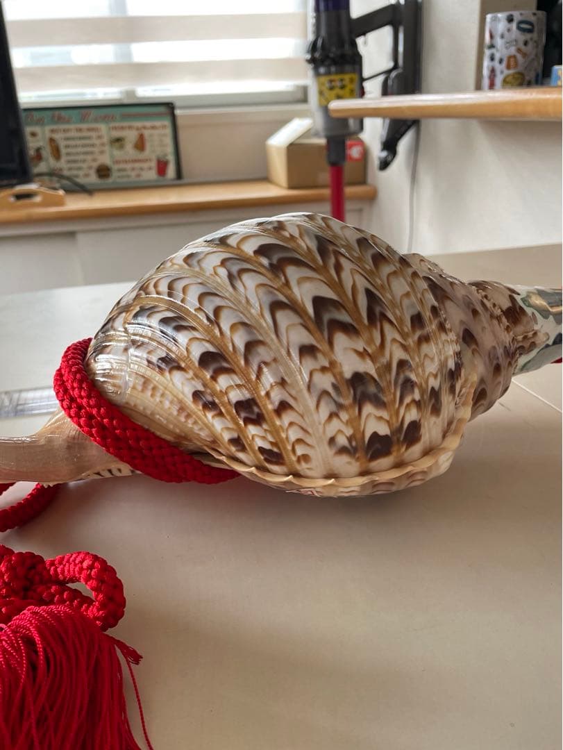 法螺貝　ホラガイ　赤紐