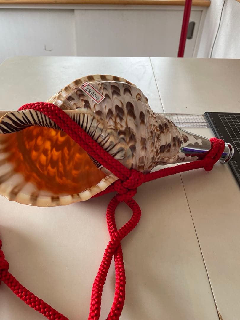 法螺貝　ホラガイ　赤紐