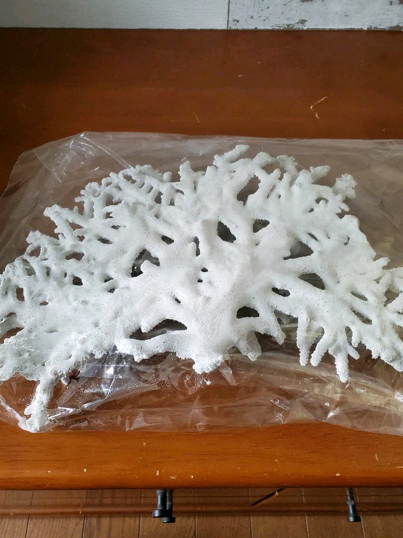 飾りサンゴ テーブルサンゴ 枝サンゴ