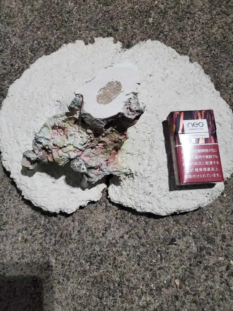 飾りサンゴ テーブルサンゴ 枝サンゴ