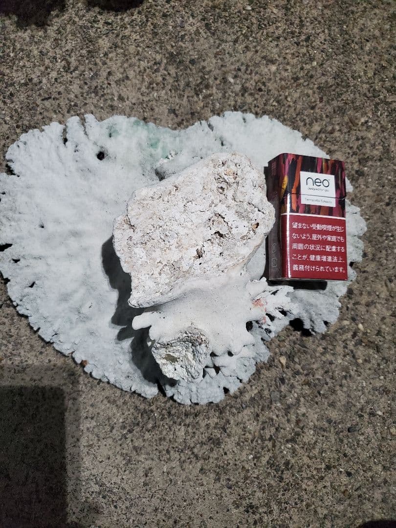 飾りサンゴ テーブルサンゴ 枝サンゴ