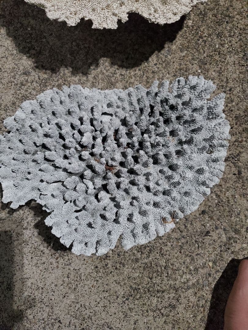 飾りサンゴ テーブルサンゴ 枝サンゴ