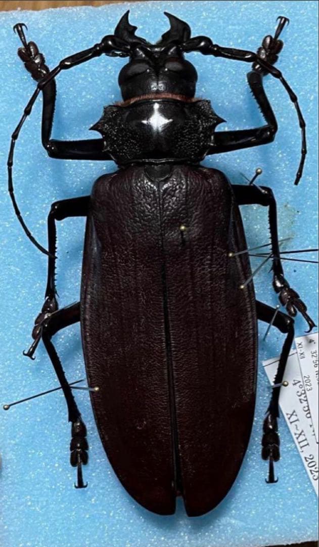 座標データあり　タイタンオオウスバカミキリ　標本