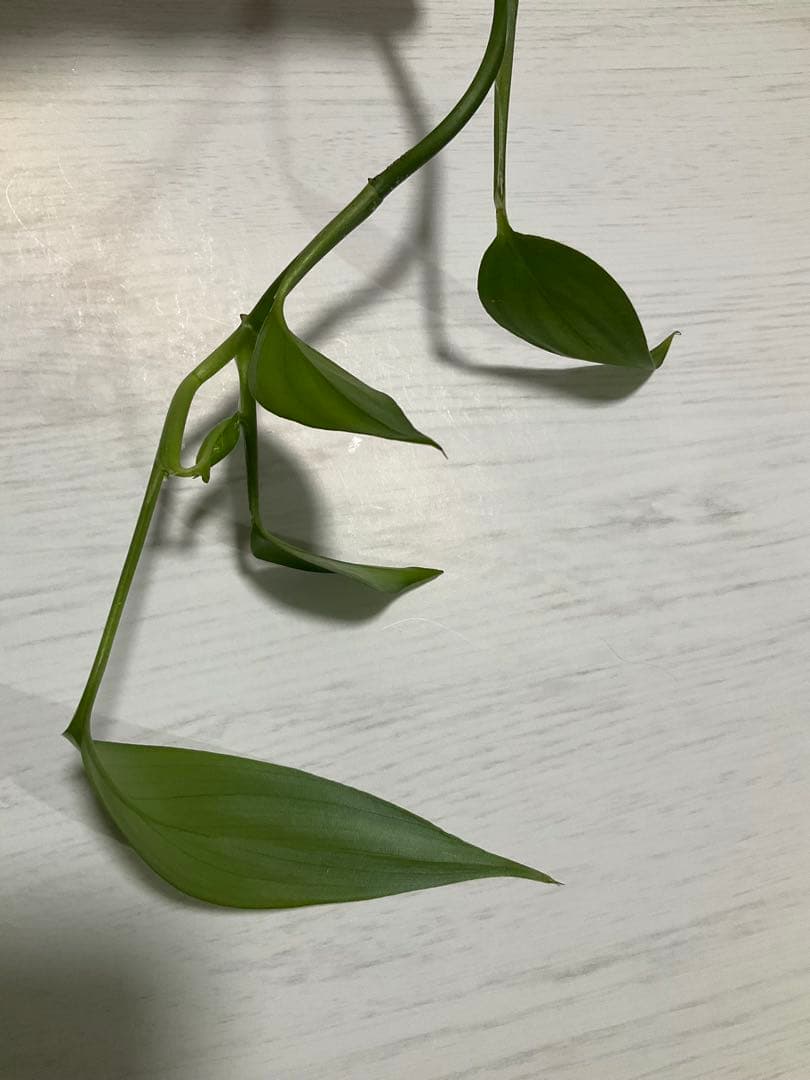 ヤマサキカズラ　発根済