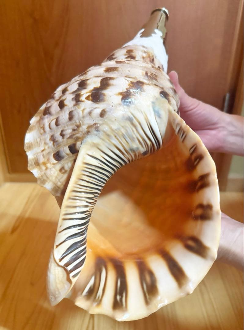 大型修験道法螺貝　38.5㎝　山伏　密教　魔除け　熊よけ❣️ホラガイ　ほら貝