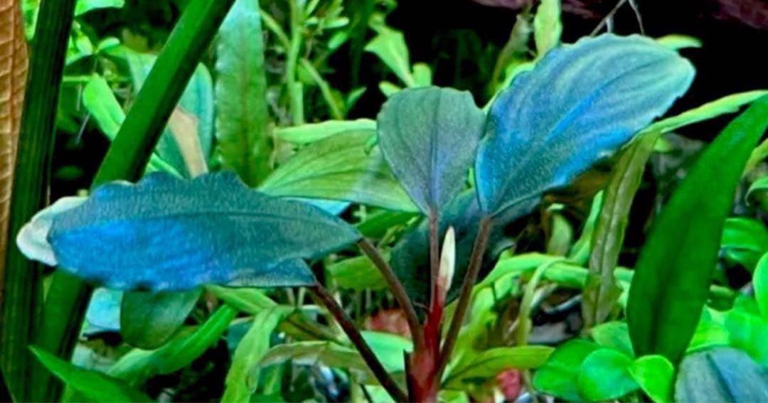 ブセファランドラsp.Blackghost 大株【完全水中葉】