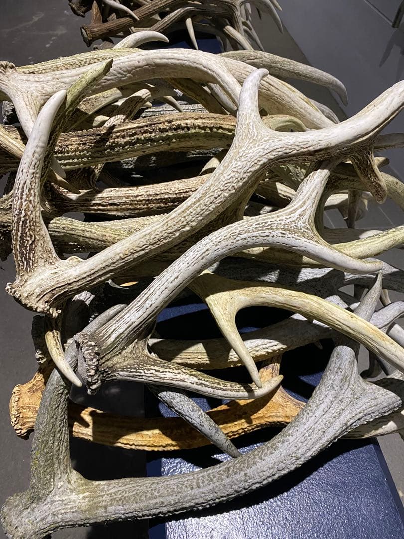 蝦夷鹿の角　58本分　ハネ品7本分無料