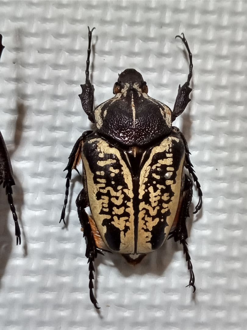 お得！カナブン、ハナムグリ4匹セット。外国産。