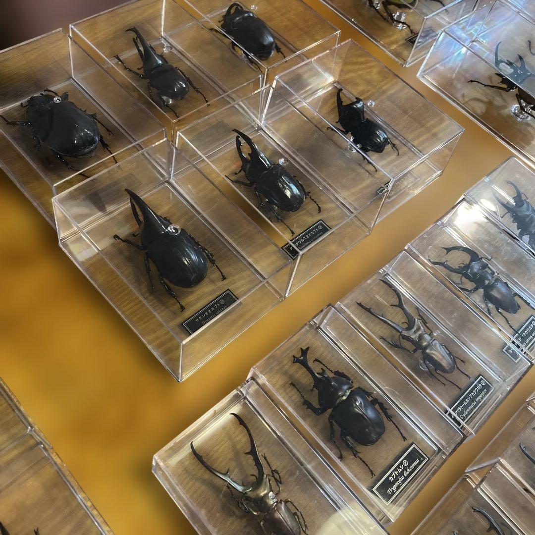 ディアゴスティーニ　世界の昆虫　全64種　コンプリート　クワガタ　カブトムシ