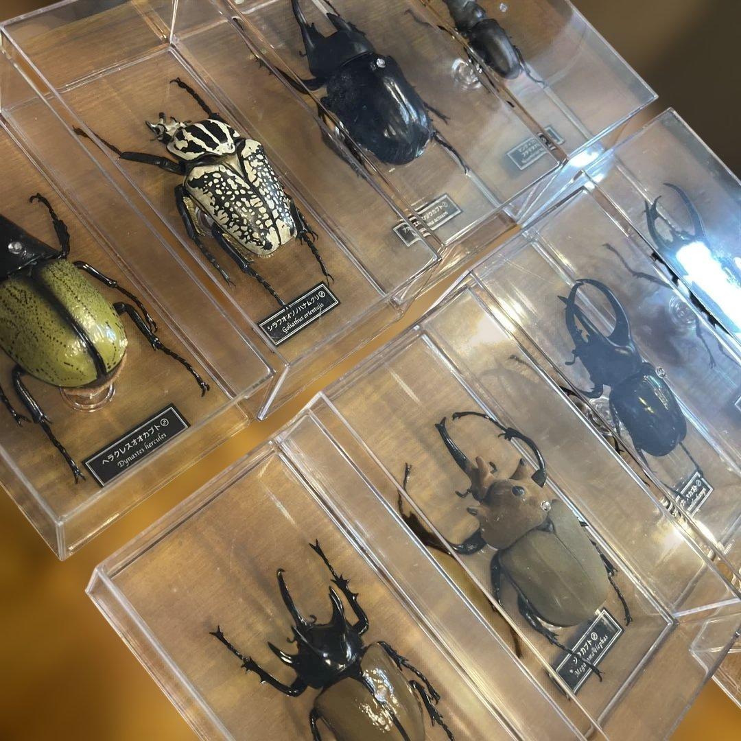 ディアゴスティーニ　世界の昆虫　全64種　コンプリート　クワガタ　カブトムシ