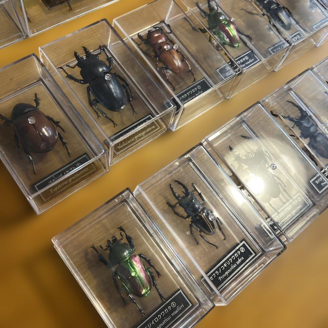ディアゴスティーニ　世界の昆虫　全64種　コンプリート　クワガタ　カブトムシ