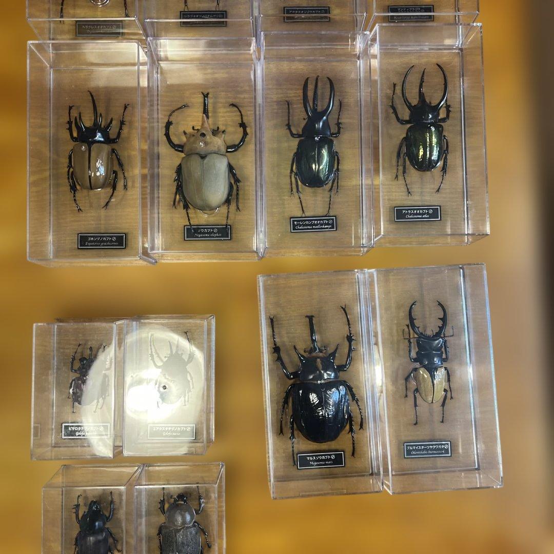 ディアゴスティーニ　世界の昆虫　全64種　コンプリート　クワガタ　カブトムシ