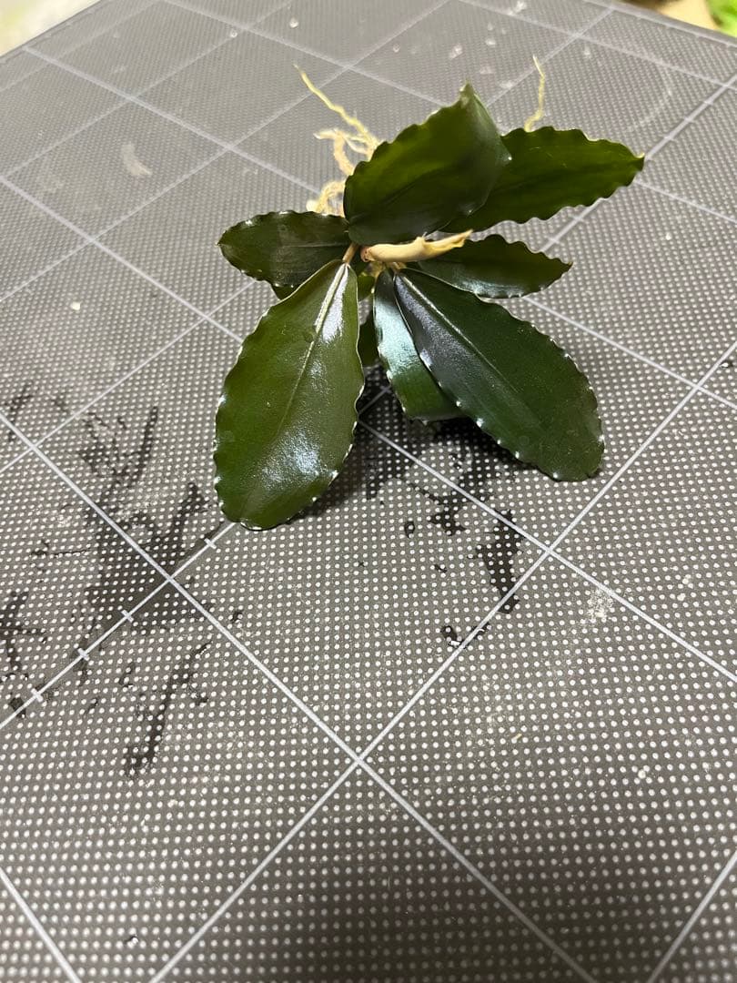 タグ付きBucephalandra sp. \"AW No1\"