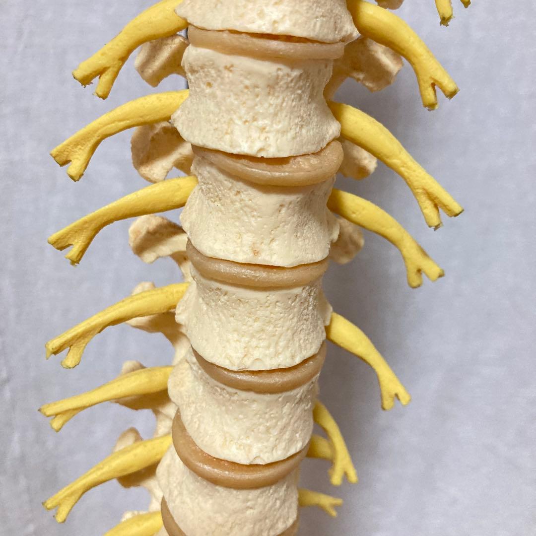 TomoP様　脊柱骨格模型　人体　接骨院カイロプラクティック　スタンド付き