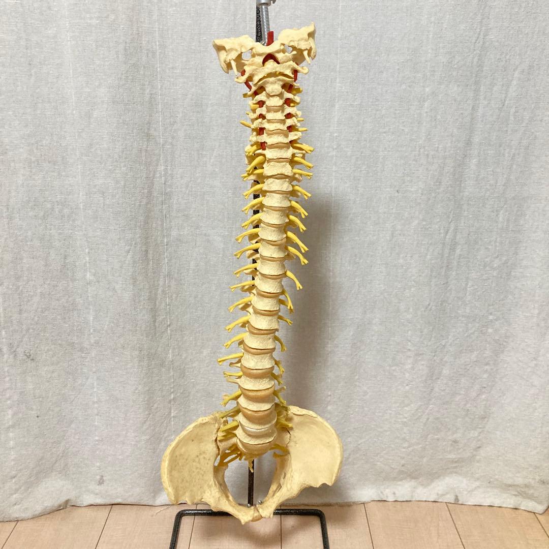 TomoP様　脊柱骨格模型　人体　接骨院カイロプラクティック　スタンド付き