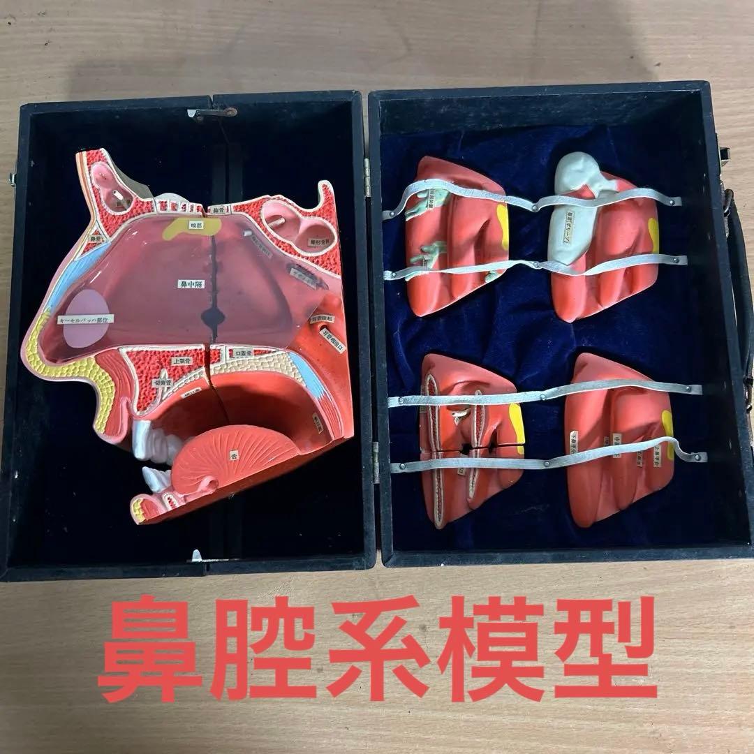 超レア　鼻腔系模型