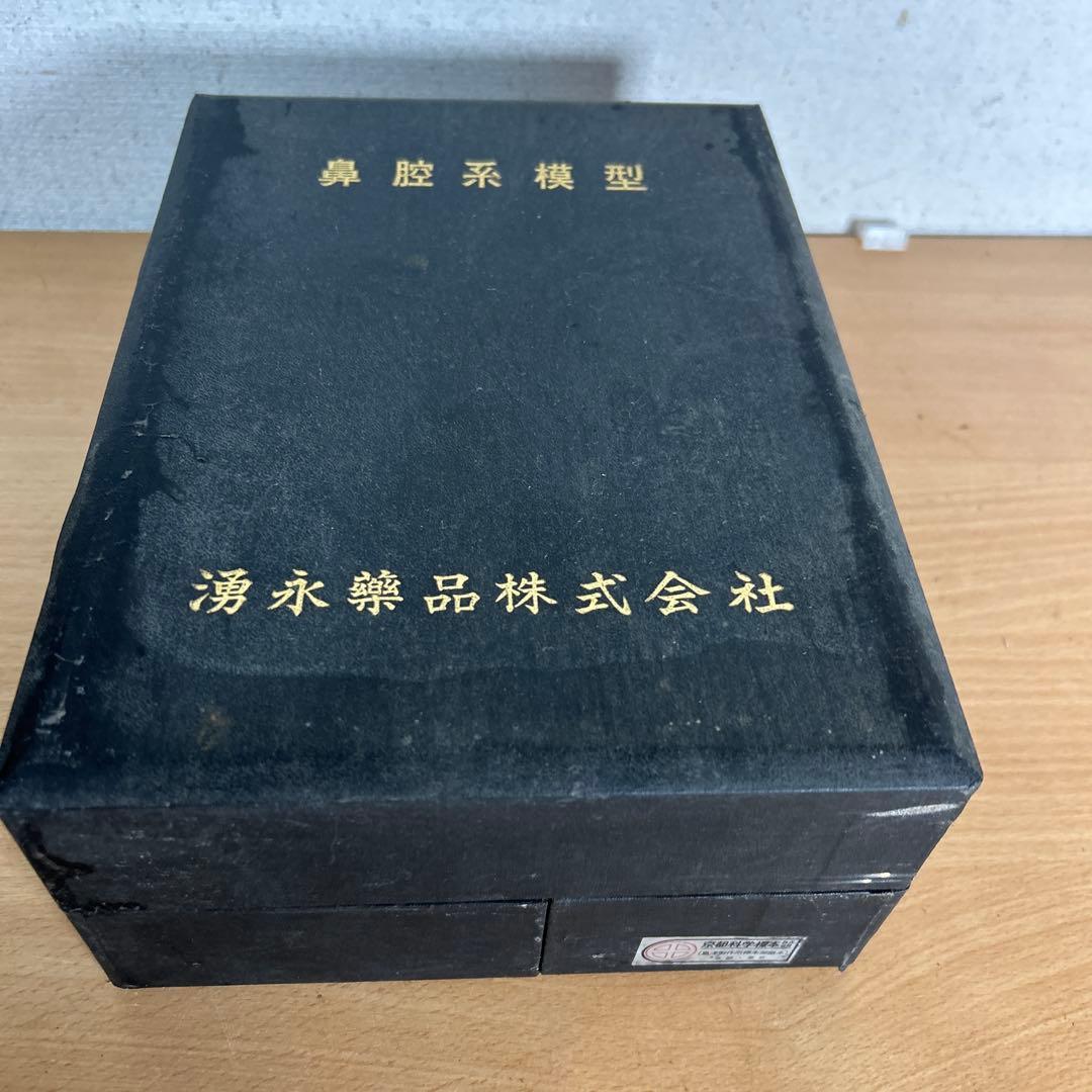 超レア　鼻腔系模型