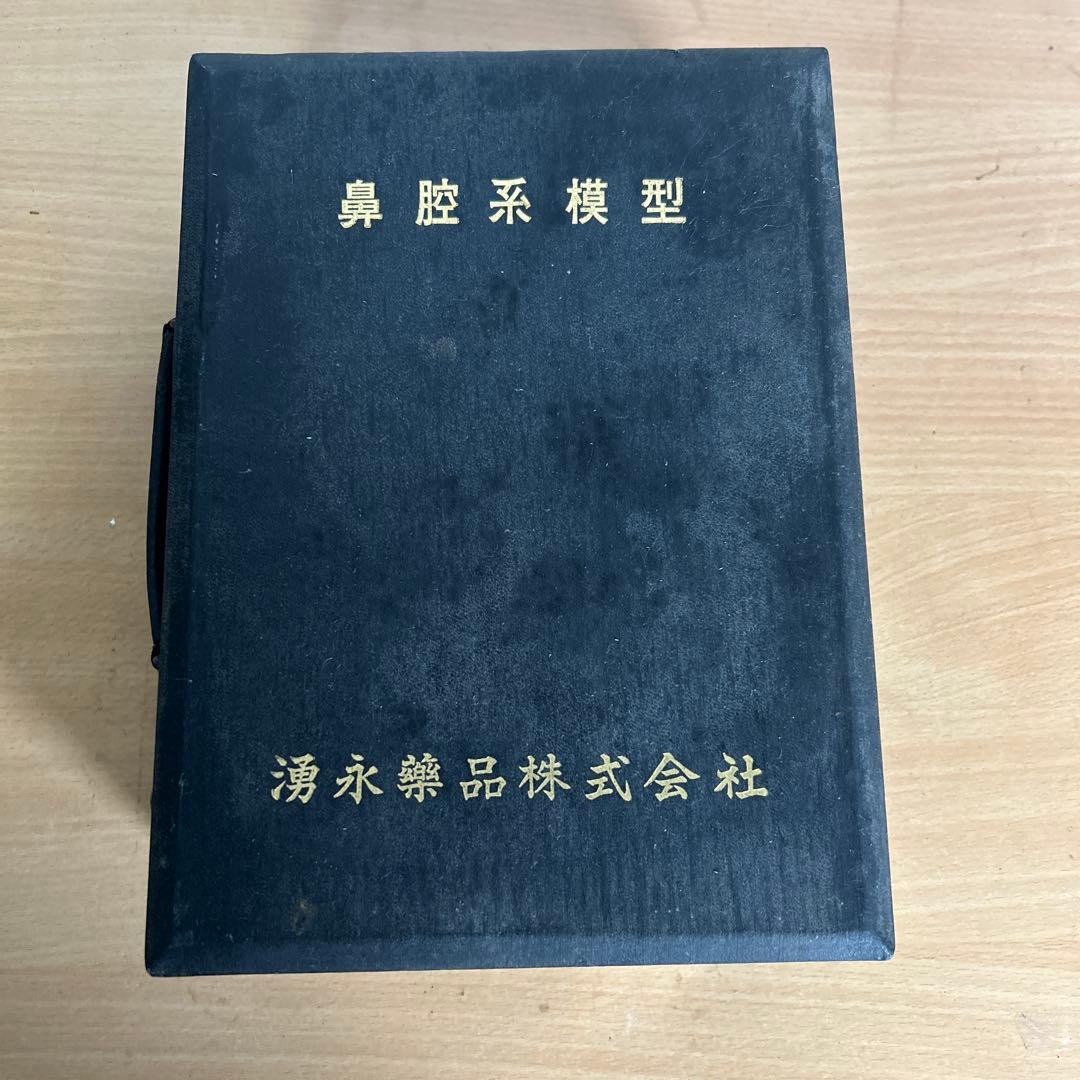 超レア　鼻腔系模型