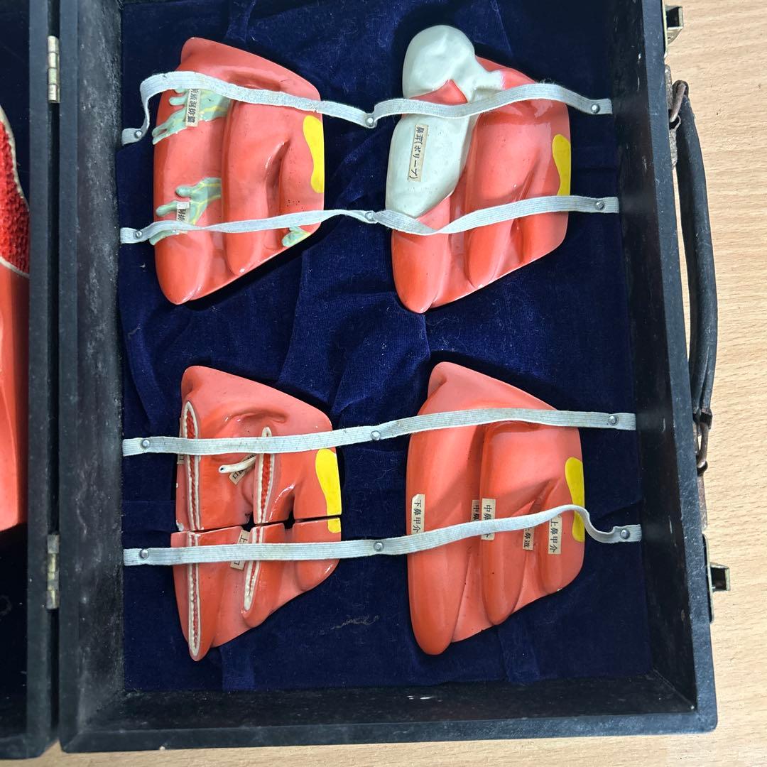 超レア　鼻腔系模型