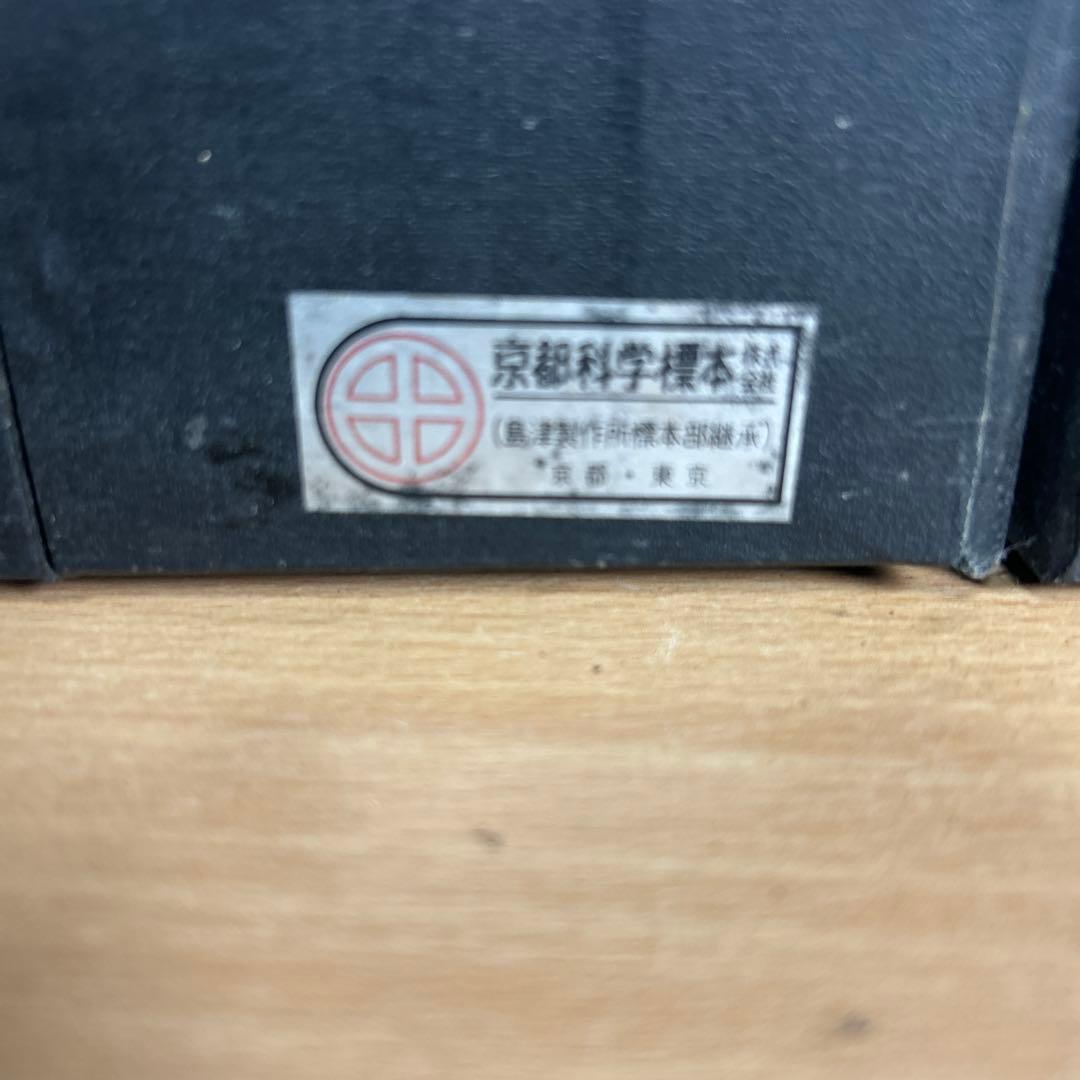 超レア　鼻腔系模型