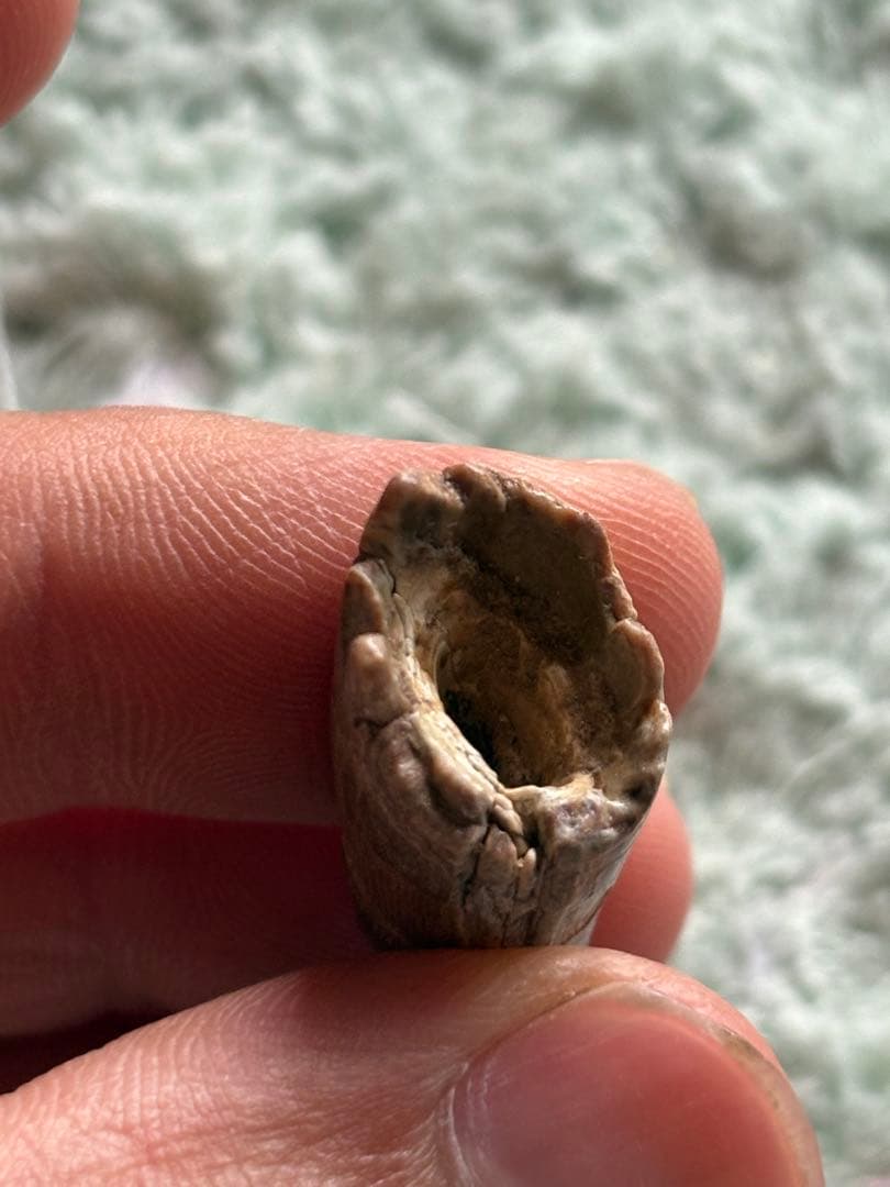 4.5cm スコミムス　歯　化石