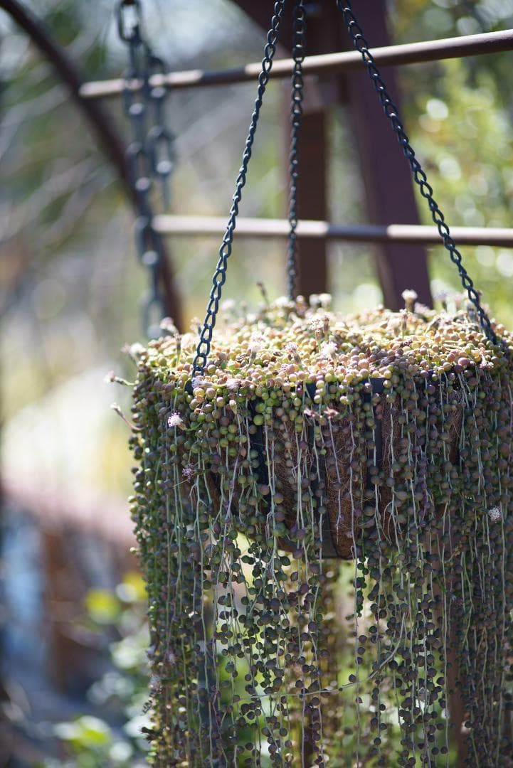 貴重な絶版マクロ！Zeiss Makro-Planar 100mm f2 ZF