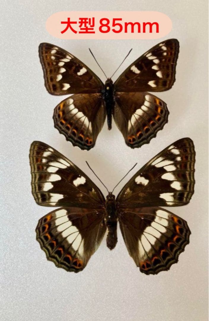 【大型85mm】オオイチモンジ（1ペア・北海道産）