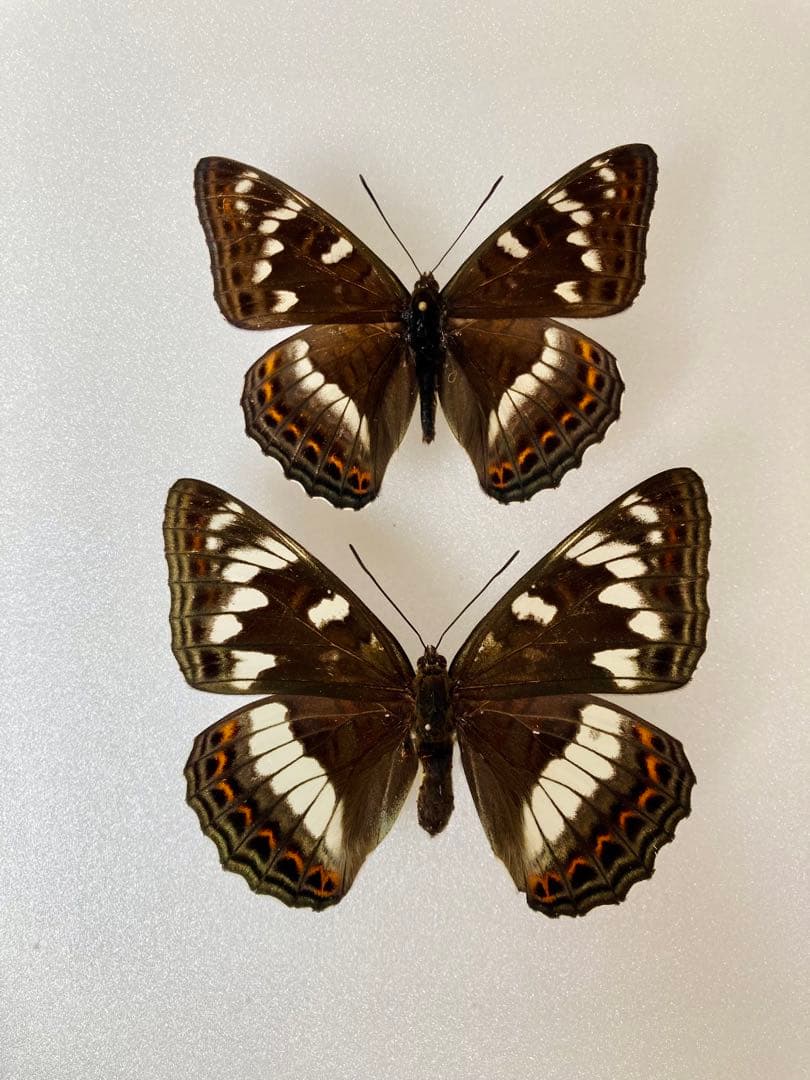 【大型85mm】オオイチモンジ（1ペア・北海道産）