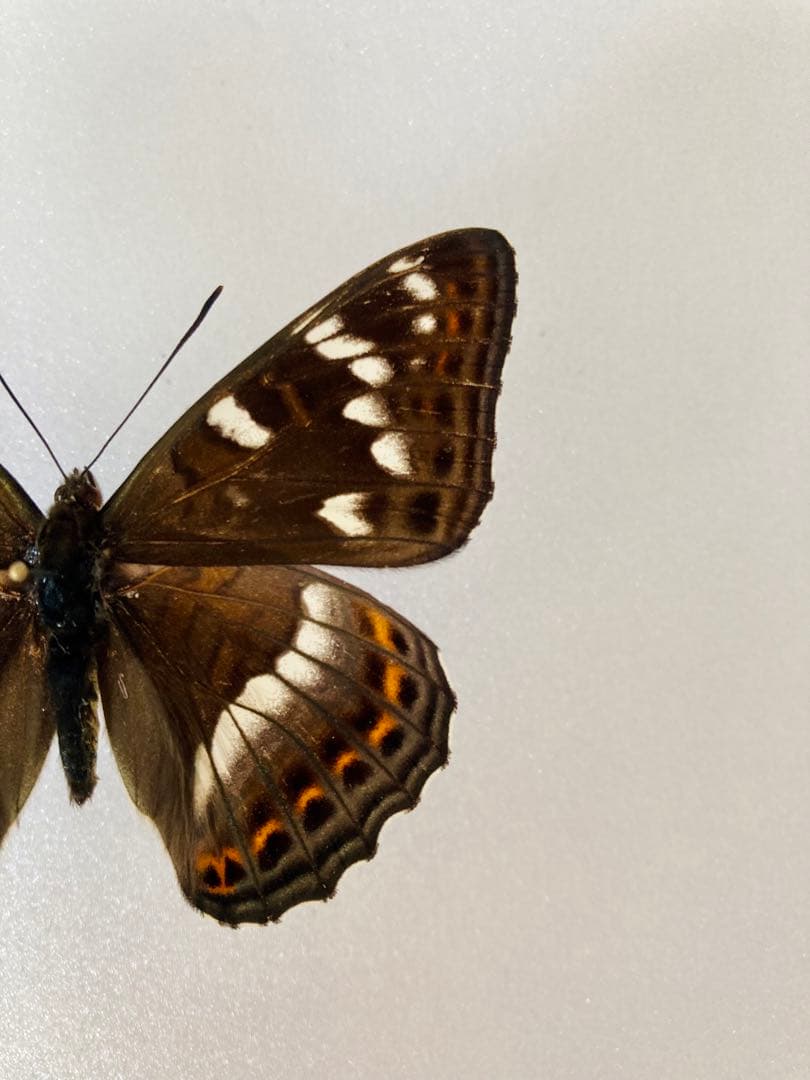 【大型85mm】オオイチモンジ（1ペア・北海道産）