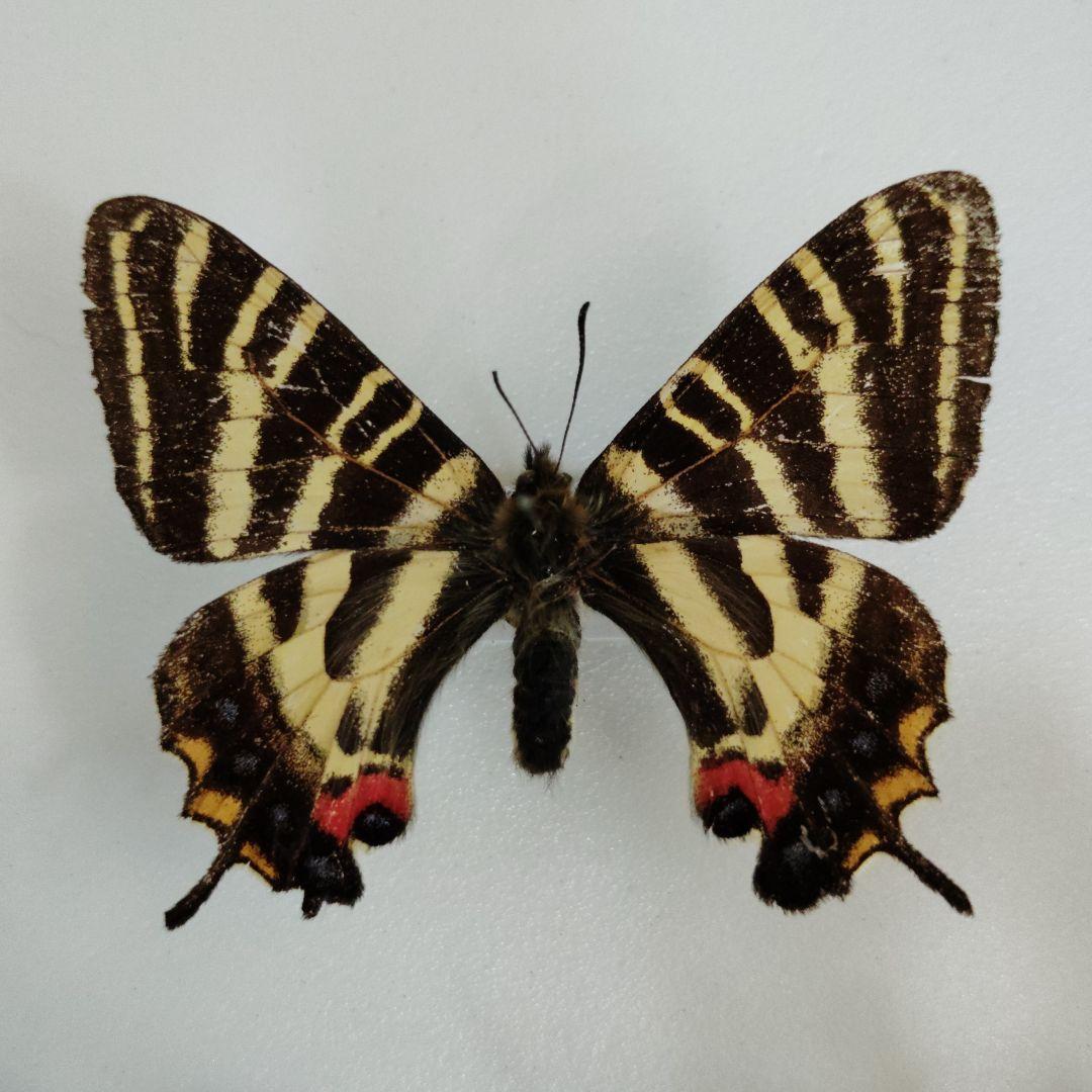 東京都八王子市産　ギフチョウ