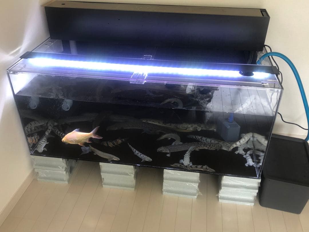 ぺぺ　1200 水槽　アクリル