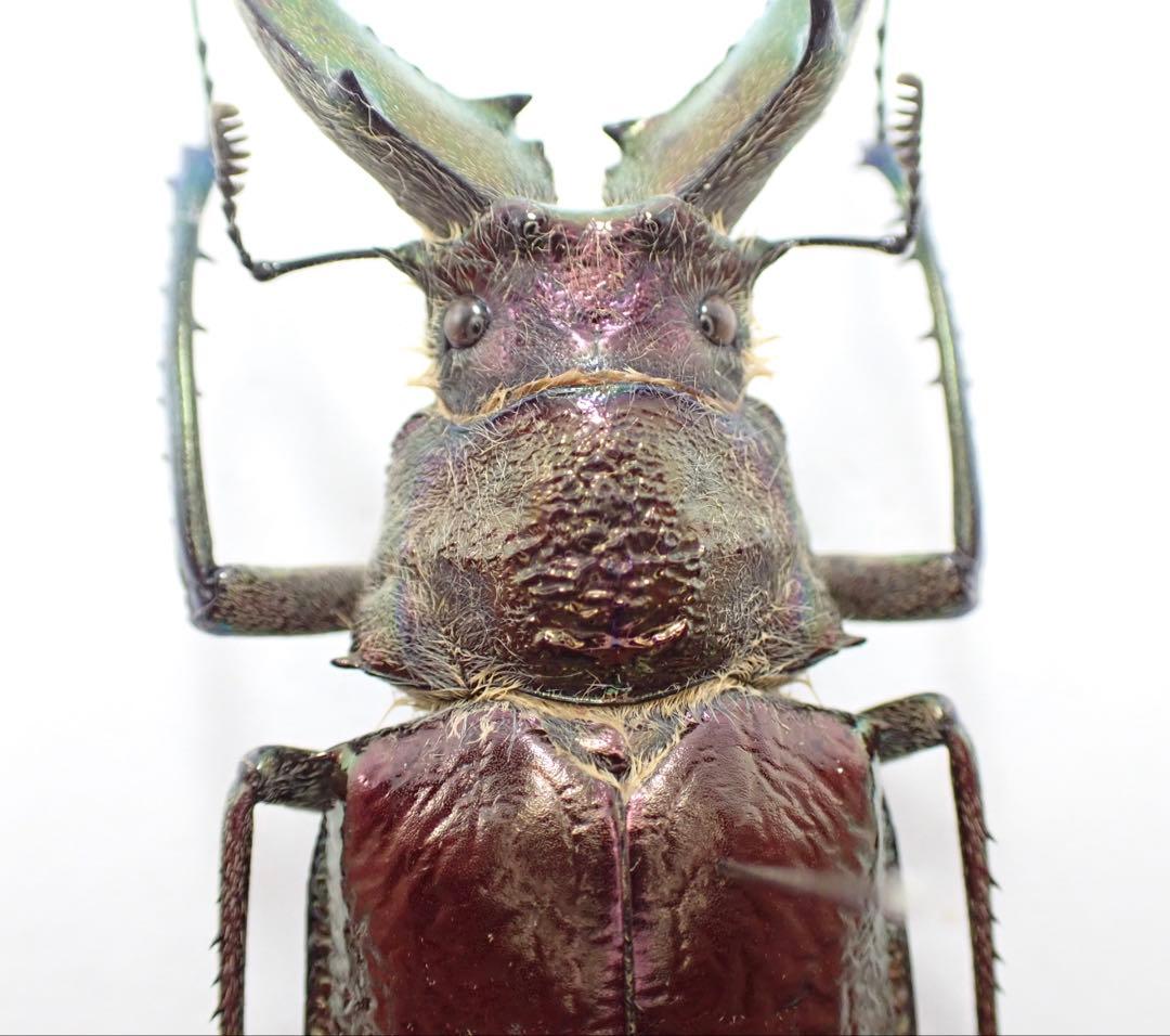 標本　ギガンテウスシワバネクワガタ　73㎜